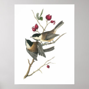 Póster Chickadee Preto-tampado por Audubon