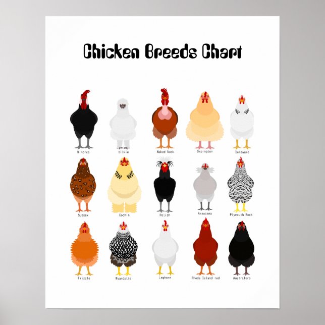 Poster chicken breeds chart (Frente)