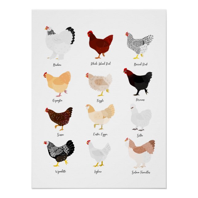 Póster chicken breeds chart (Frente)