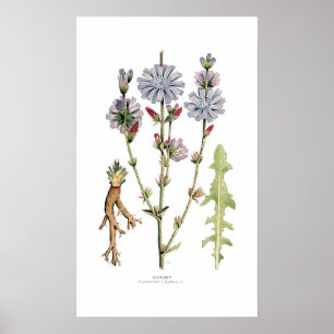 Poster Chicória