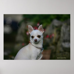 Póster Chihuahua branca