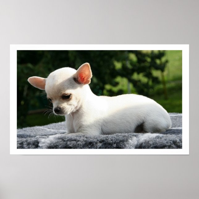 Poster Chihuahua branco deitado em sol (Frente)