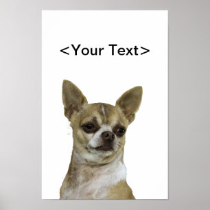 Poster Chihuahua com atitude