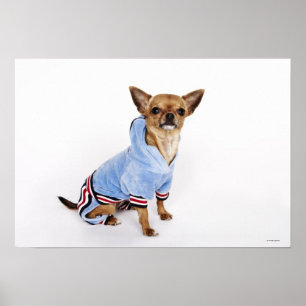 Poster Chihuahua do Teacup