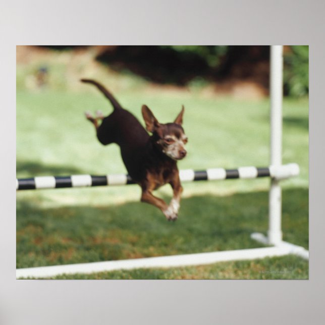 Póster Chihuahua Jumping Hurdle (Frente)