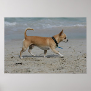 Póster Chihuahua na praia