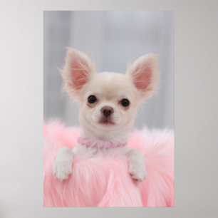Póster Chihuahua no rosa