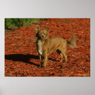 Poster Chihuahua olhando para a câmera