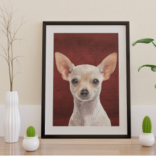 Póster Chihuahua Poster