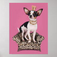 Chihuahua Princess