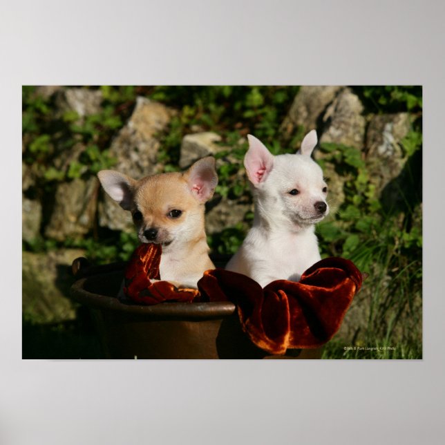 Póster Chihuahua Puppies (Frente)