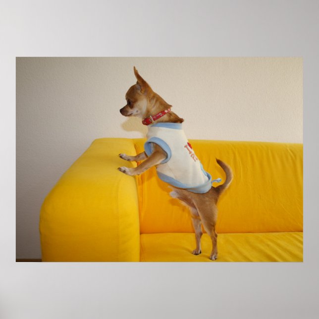 Poster Chihuahua Puppy Com Sofá Amarelo (Frente)