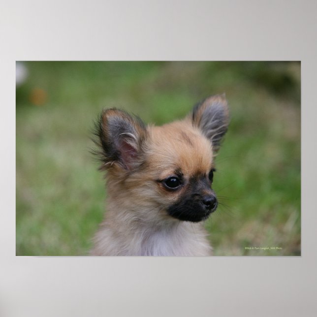 Póster Chihuahua Puppy de longa distância olhando para a  (Frente)