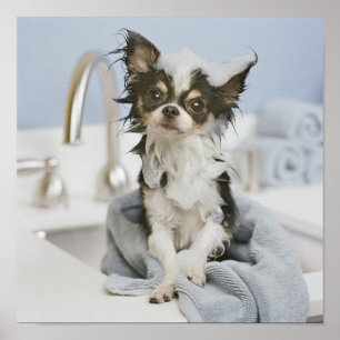 Póster Chihuahua Puppy Envolvido Em Uma Toalha