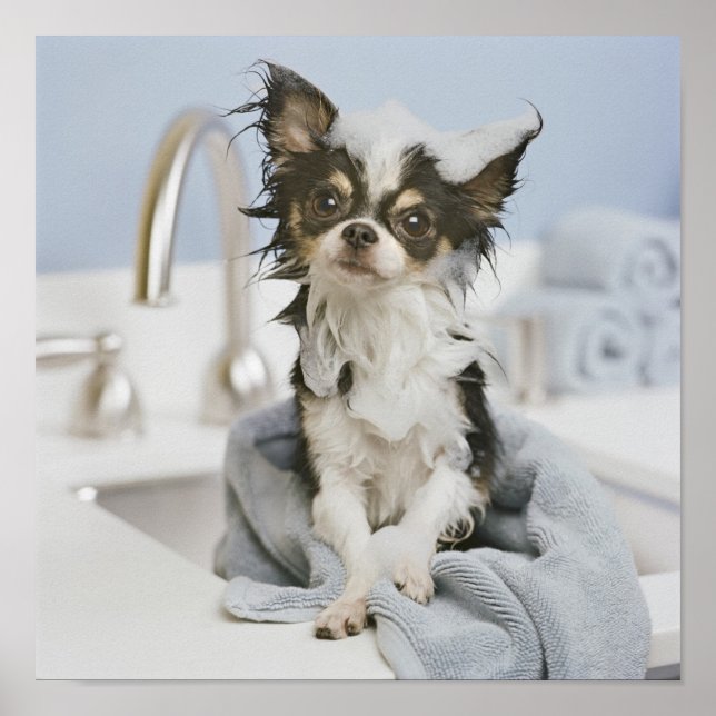 Póster Chihuahua Puppy Envolvido Em Uma Toalha (Frente)