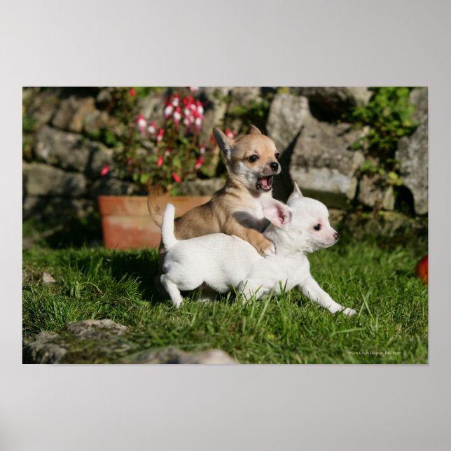 Poster Chihuahua Puppy Tocando (Frente)