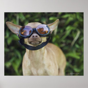 Poster Chihuahua que veste óculos de proteção