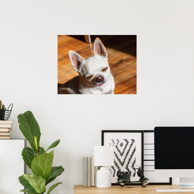 Poster Chihuahua sonolento e relaxado língua Foto (Escritório em casa)