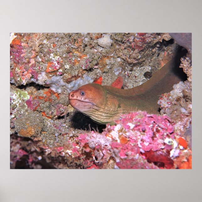 Poster Chill Eel (Frente)