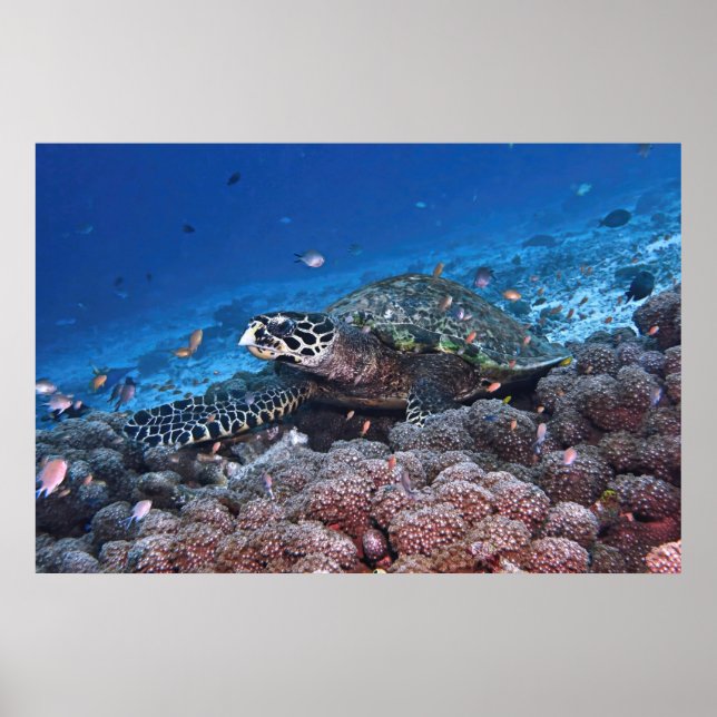 Poster Chill Hawksbill (Frente)