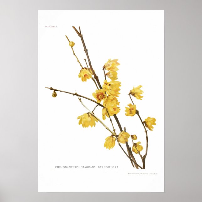 Poster Chimonanthus fragrans (Frente)