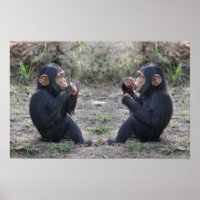 Chimp Chimp