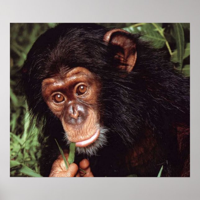 Poster Chimpansee (Frente)