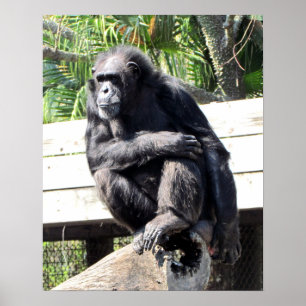 Poster Chimpanzé
