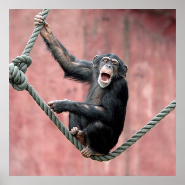 Póster Chimpanzé 001 (Frente)