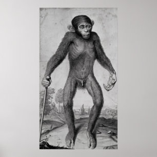Poster Chimpanzé, 1699