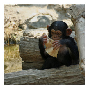 Póster Chimpanzé_2015_0101