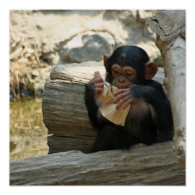 Póster Chimpanzé_2015_0101 (Frente)
