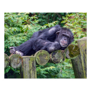 Póster Chimpanzé Adormecido numa Plataforma de Tronco