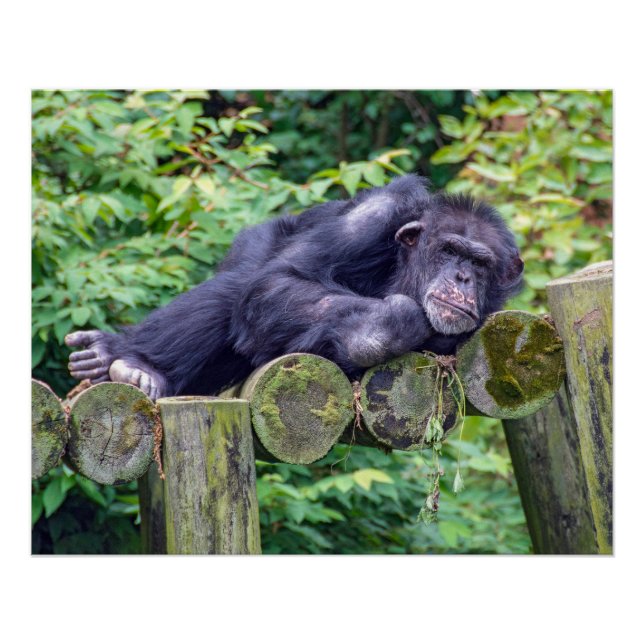 Póster Chimpanzé Adormecido numa Plataforma de Tronco (Frente)