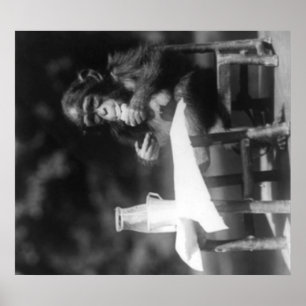 Póster Chimpanzé assentado na mesa no jardim zoológico