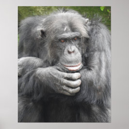 Poster Chimpanzé Contemplativo