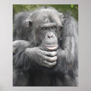 Poster Chimpanzé Contemplativo