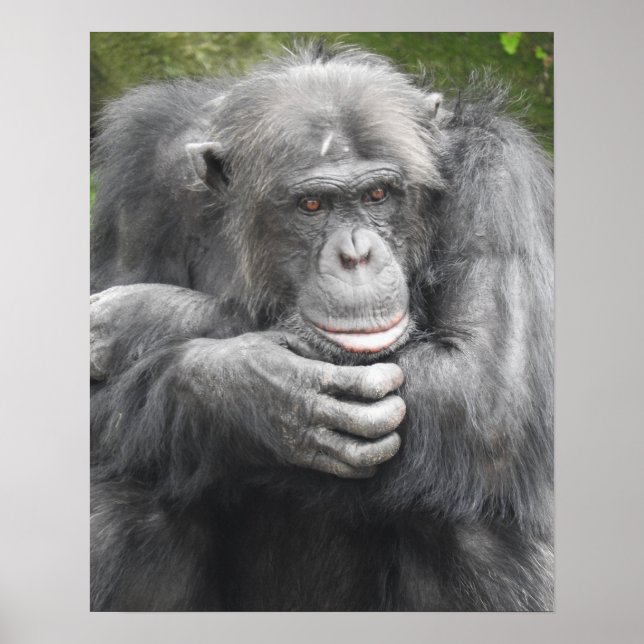 Poster Chimpanzé Contemplativo (Frente)