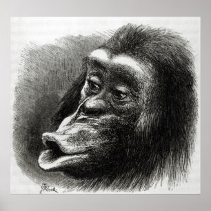Póster Chimpanzé decepcionado e Sulky