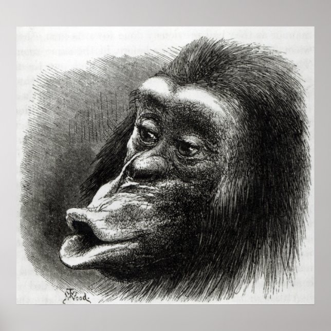 Póster Chimpanzé Desapontado e Sulky (Frente)