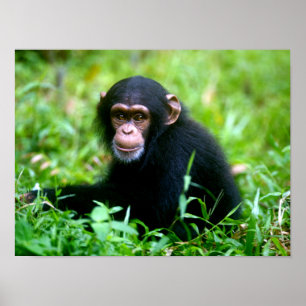 Póster Chimpanzé do bebê na grama