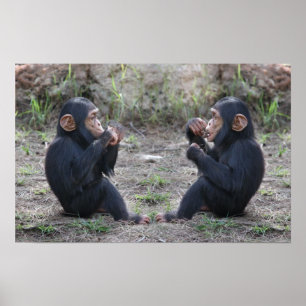 Póster Chimpanzé do chimpanzé