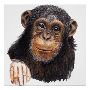 Póster Chimpanzé Encantador