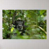 Chimpanzé Escondido Entre Vegetação
