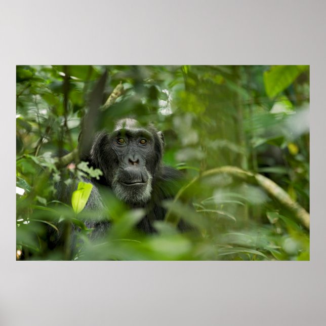 Poster Chimpanzé Escondido Entre Vegetação (Frente)