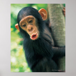 Poster Chimpanzé novo (troglodytes da bandeja)