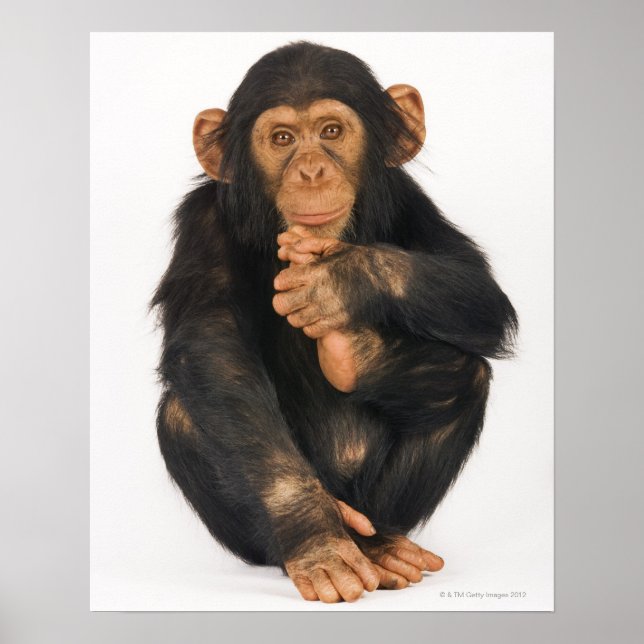 Póster Chimpanzé (Pan troglodytes) (Frente)