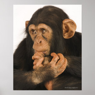 Póster Chimpanzé (Pan troglodytes). Jovem playfull 2