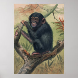 Poster Chimpanzé por Joseph Wolf