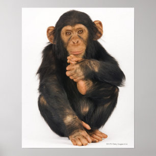 Póster Chimpanzé (troglodytes da bandeja)